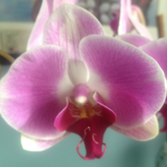 qannflora