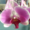 qannflora