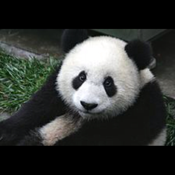 Poshmark profile picture for @panda