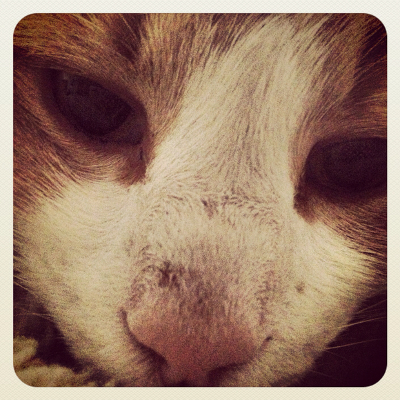 cat3fisch