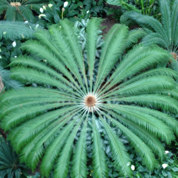 ngatelooker