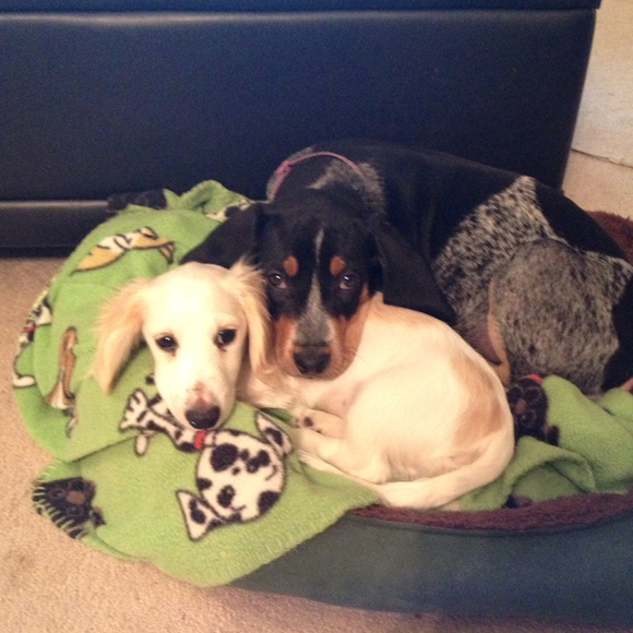 doxiemom1