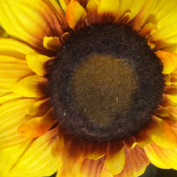 sunshine241819
