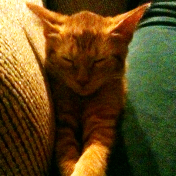 catinthehat