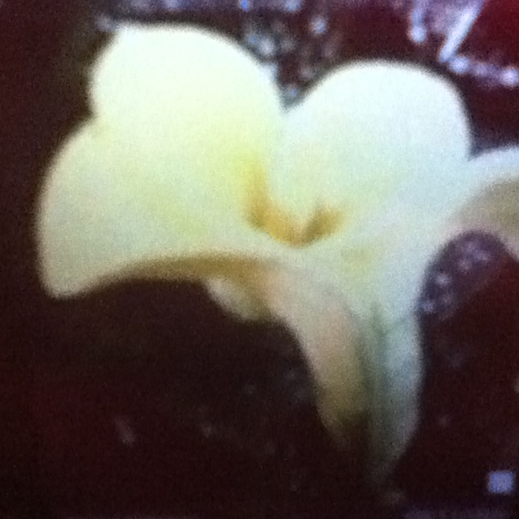 lilly777