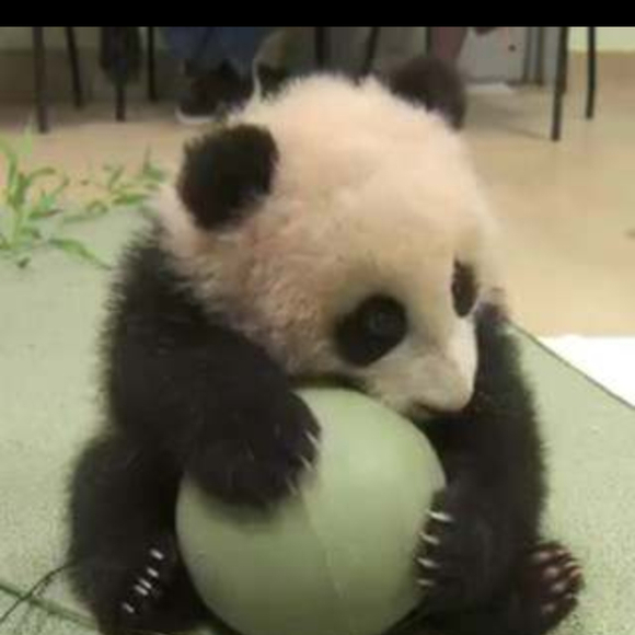 pandas4lyn