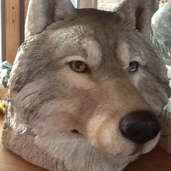 greywolf7