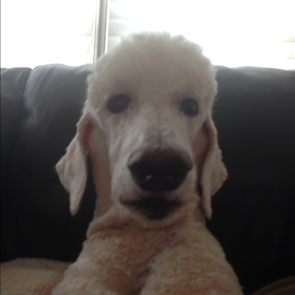 puzzie