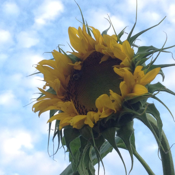 tracisunflower2