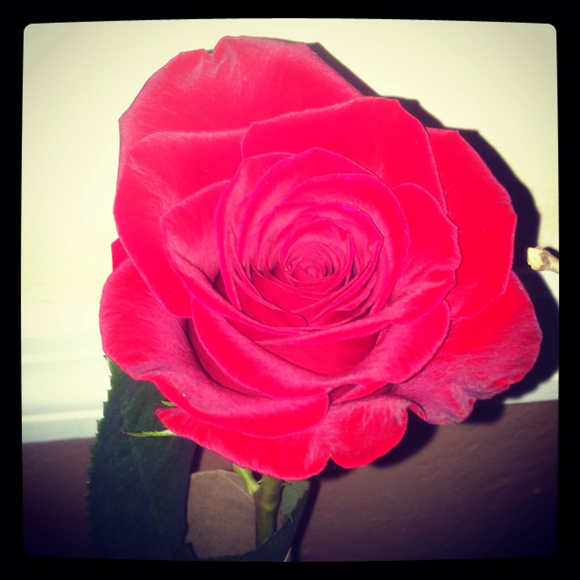 krymsonroses
