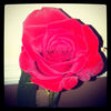 krymsonroses
