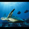 licecelia1