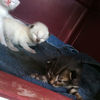 gencat