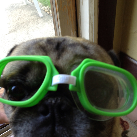 puggie