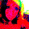 amandatee