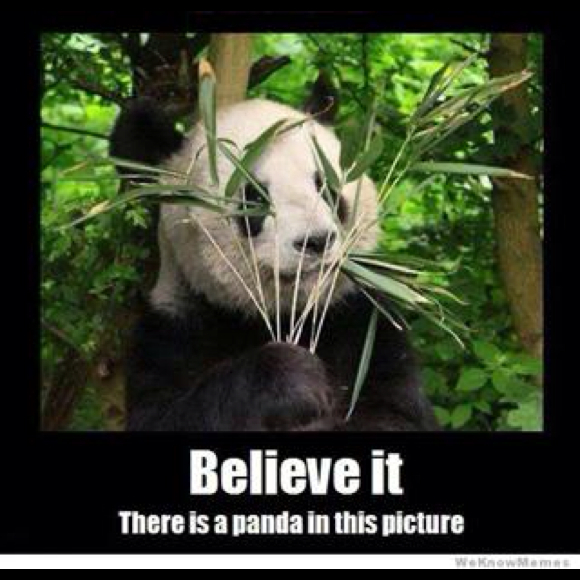 panda2bear