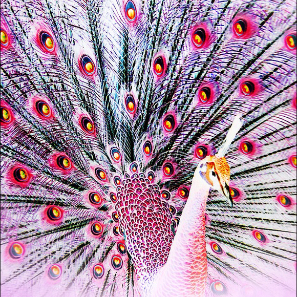 Poshmark profile picture for @pluto