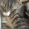 hellomomkitty