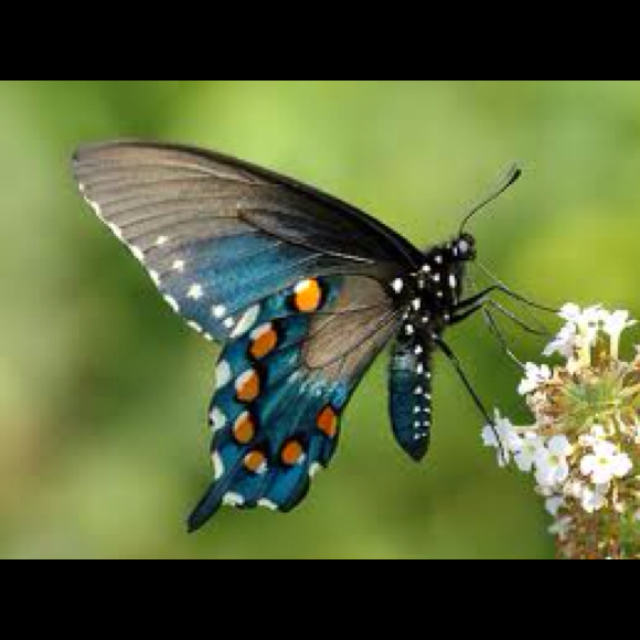 Poshmark profile picture for @butterflies