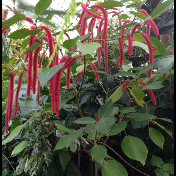 redruby