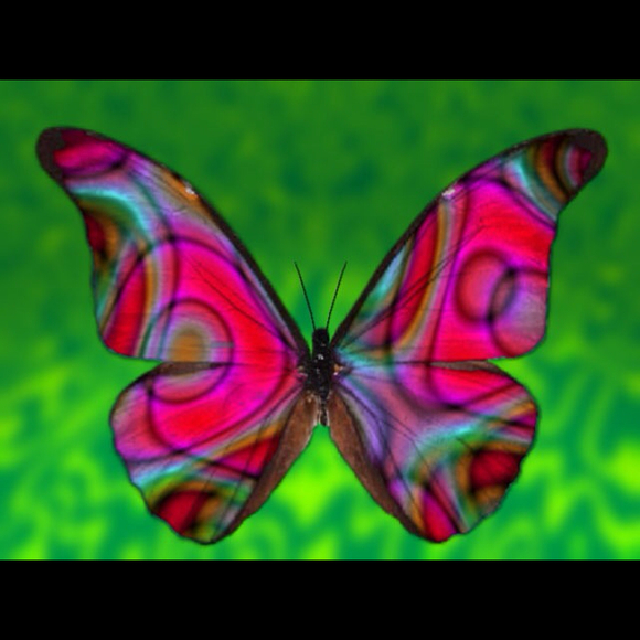 butterfly83