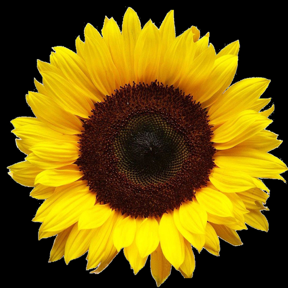 sunflower1