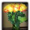 amallen5212 amallen5212