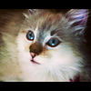 twitcher