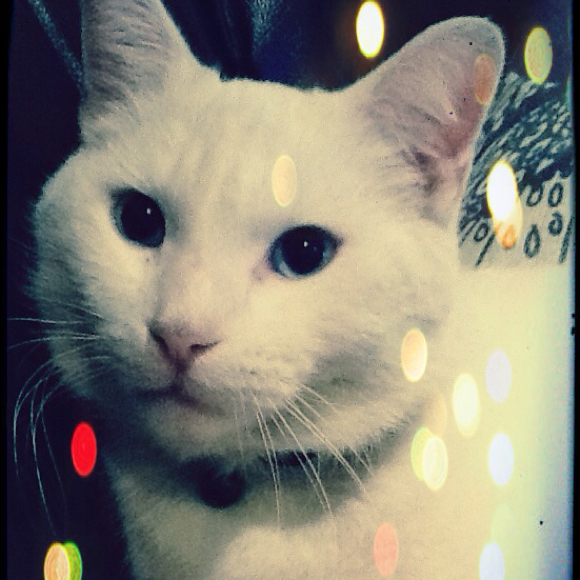 meowwwww
