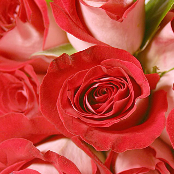 7rosesforme2
