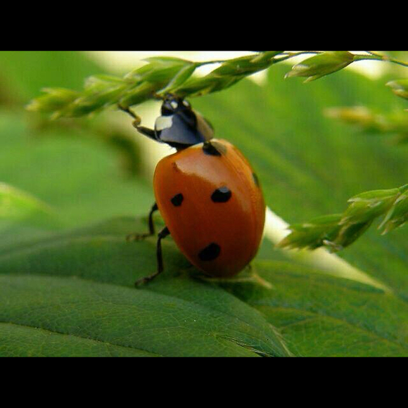 12ladybug21