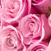 anumeet