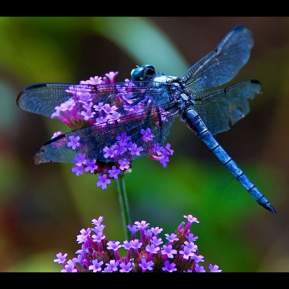 dragonflies