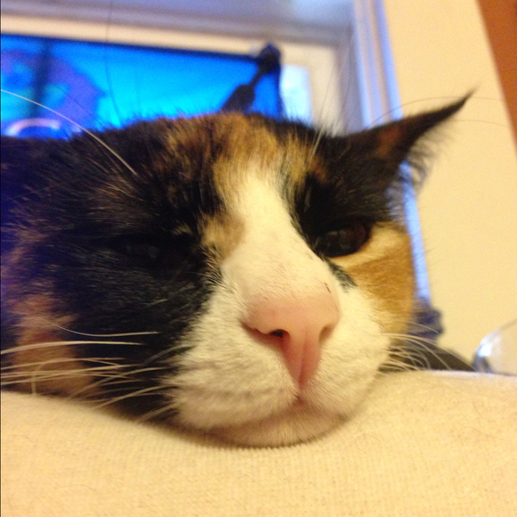 mrowlz