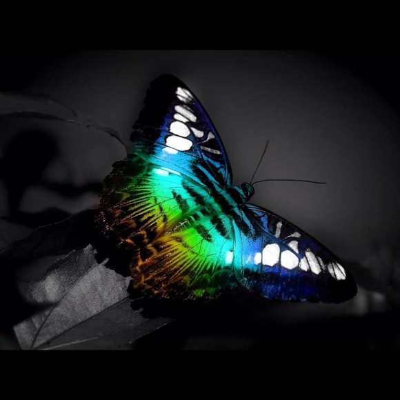 lafawnbutterfly