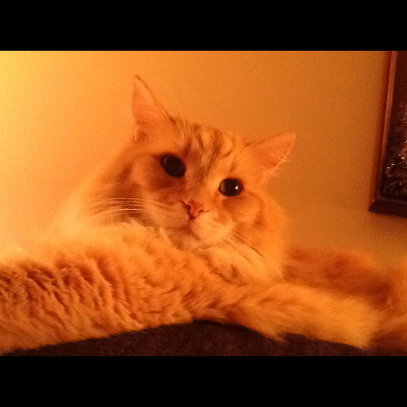 aslan