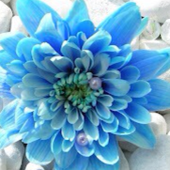 hafsa_khan