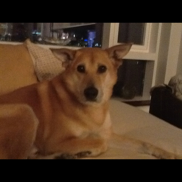 harpdawgs