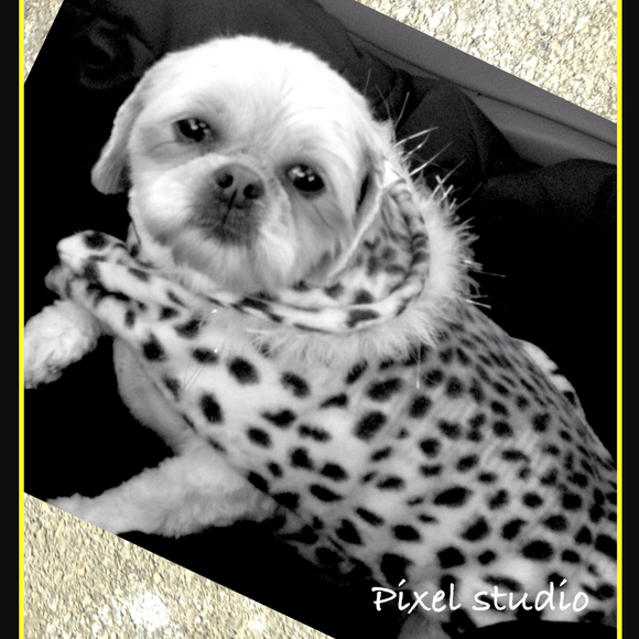Poshmark profile picture for @pixels