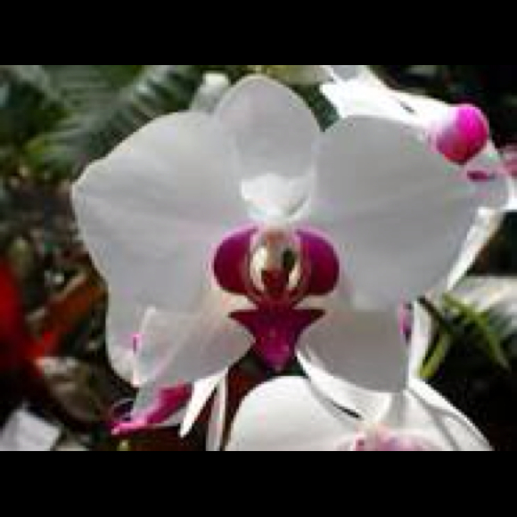 trishthediva