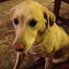 duke1oliver