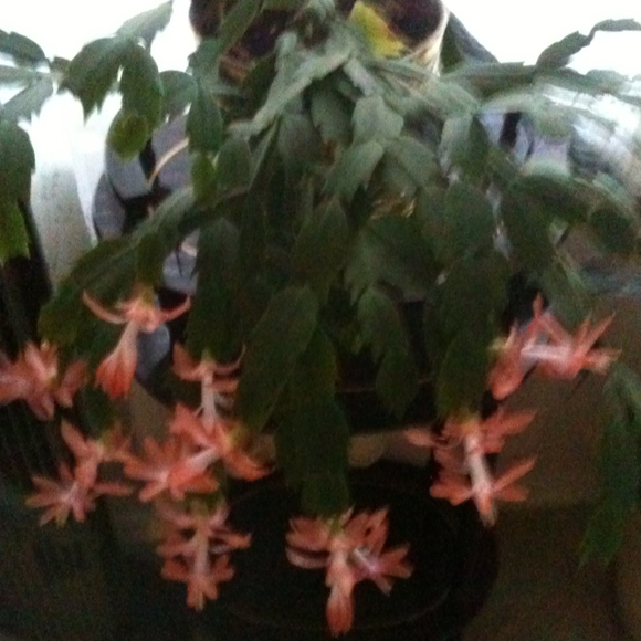sapodilla