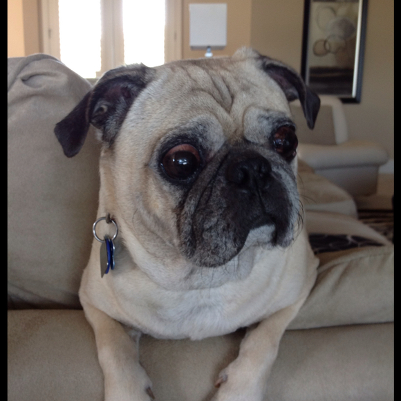 Poshmark profile picture for @pug
