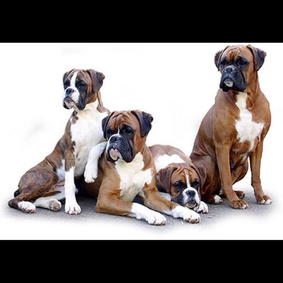 boxerlover