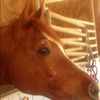 bubba0408