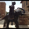elephante889