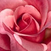 myroses