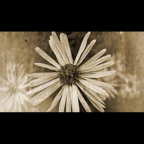 vintagedaisy