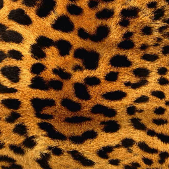 leopardliz