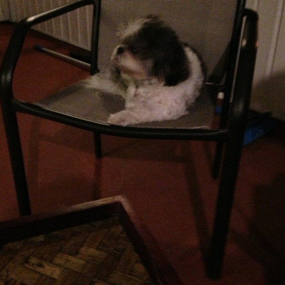 sawhorse